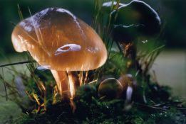 λ Peter Fischli & David Weiss (b.1952 & 1946-2012)