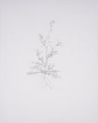 λ Michael Landy (b.1963), Annual Wall Rocket, from Nourishment