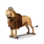 Y A PRESERVED MALE AFRICAN LION, PANTHERA LEO, EARLY 20TH CENTURY