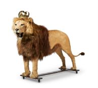 Y A PRESERVED MALE AFRICAN LION, PANTHERA LEO, EARLY 20TH CENTURY