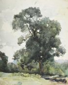HILDA CARLINE (BRITISH 1889-1950), STUDY OF TREES