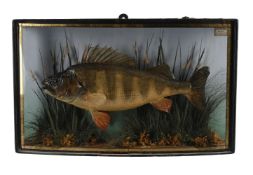 A PRESERVED PERCH (Perca fluviatilis), CIRCA 1900