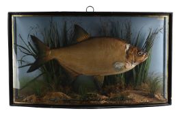 A PRESERVED BREAM (Abramis brama), CIRCA 1900