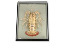 A PRESERVED LOBSTER IN A DISPLAY CASE