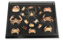 A GROUP OF PRESERVED CRAB SPECIES WITHIN A DISPLAY CASE