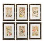 AFTER DAVID DIETRICH, SIX BOTANICAL PRINTS
