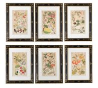 AFTER DAVID DIETRICH, SIX BOTANICAL PRINTS