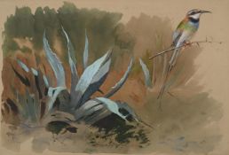 ARCHIBALD THORBURN (SCOTTISH 1860 - 1935), A WHITE THROATED BEE-EATER