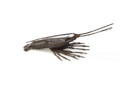 A Japanese iron Jizai Okimono modelled as a lobster