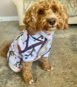 500 X BONE DRY SUPER ABSORBENT DOG DRYING TOWEL ROBE COAT - MIX OF STYLES & SIZES