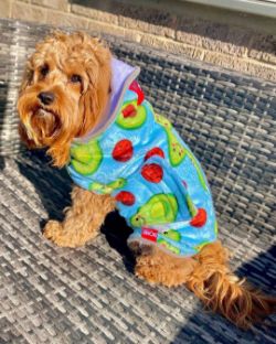 500 X BONE DRY SUPER ABSORBENT DOG DRYING TOWEL ROBE COAT - MIX OF STYLES & SIZES