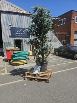 LARGE SPRUCE TREE 7FT - 8FT COLORADO BLUE