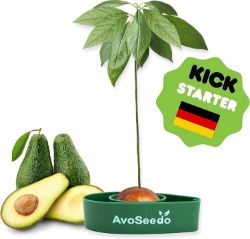 250 X GROW YOUR OWN AVOCADO TREE KIT