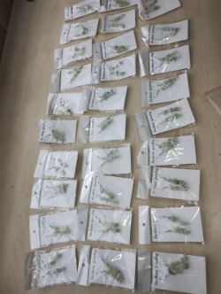 JADE CRYSTAL CHIP SS HANGING EARRING SETS - JOBLOT OF 29- BRAND NEW