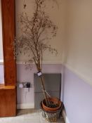 Bespoke plant pot and tree