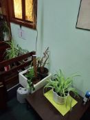 Quantity of plants and stands to reception area