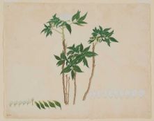 LATE 18TH CENTURY CHINESE SCHOOL STUDY OF A WHITE PEONY