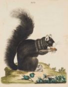 18TH CENTURY ENGLISH SCHOOL TWO EARLY COLOUR PRINTS OF A BLACK SQUIRREL AND THE FOSSANE