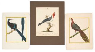 LATE 18TH CENTURY FRENCH AND ENGLISH SCHOOL THREE EARLY COLOUR PRINTS OF BIRDS