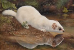 § Carl Whitfield (British, b. 1958) Stoat in Ermine