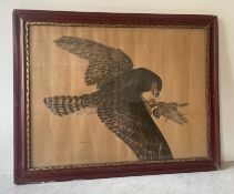 Hélène Gasset Ousset (1889-1966) - Bird of prey in flight capturing a sparrow - Ink and highlights