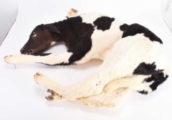 Taxidermy: A Holstein Fresian calf (Bos taurus taurus)