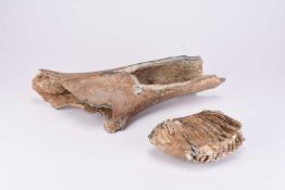 A Mammoth (Mammuthus primigenius) bone fragment and molar tooth, Prehistoric