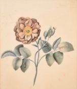 Two Botanical Watercolour Studies (c.1823) from Mount Congreve