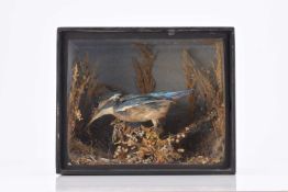 Taxidermy: Three cased British bird specimens