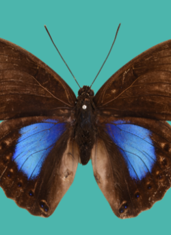 Sporting and Wildlife Auction