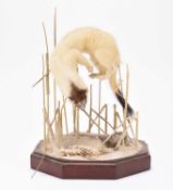 Taxidermy: Ermine stoat and kit (Mustela erminea) in snowy diorama by Robert Reed