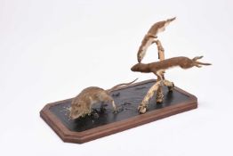 Taxidermy: Weasels pursuing a rat, a dynamic diorama by Robert Reed