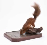 Taxidermy: Red squirrel drinking (Sciurus vulgaris) by Robert Reed