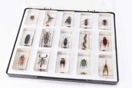 Taxidermy: A collection of cased insect specimens