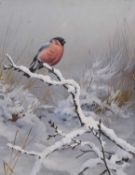 David Reid-Henry (1919-1977) Bullfinch on a Snowy Branch