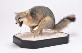 Taxidermy: Red Fox (Vulpes vulpes) on snowy diorama by Robert Reed