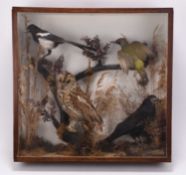 Taxidermy: A cased diorama of British birds, circa 1930s