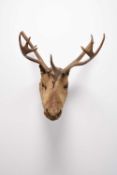 Taxidermy: Reindeer (Rangifer tarandus)