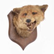Taxidermy: Fox head mount (Vulpes vulpes) by Spicer of Leamington