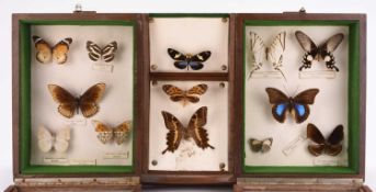 Taxidermy: A collection of cased insect and butterfly specimens