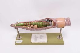 A Somso cutaway model of an earthworm, cased