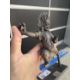 RARE VAJRAPANI BRONZE TIBET 19TH CENTURY - Bild 10 aus 13