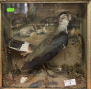 Taxidermy: