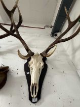 Taxidermy mounts: