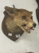 Taxidermy: