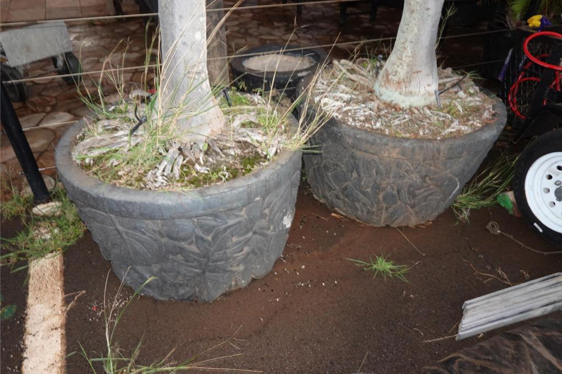 Large Palms & Clay Type Pots - Image 2 of 8