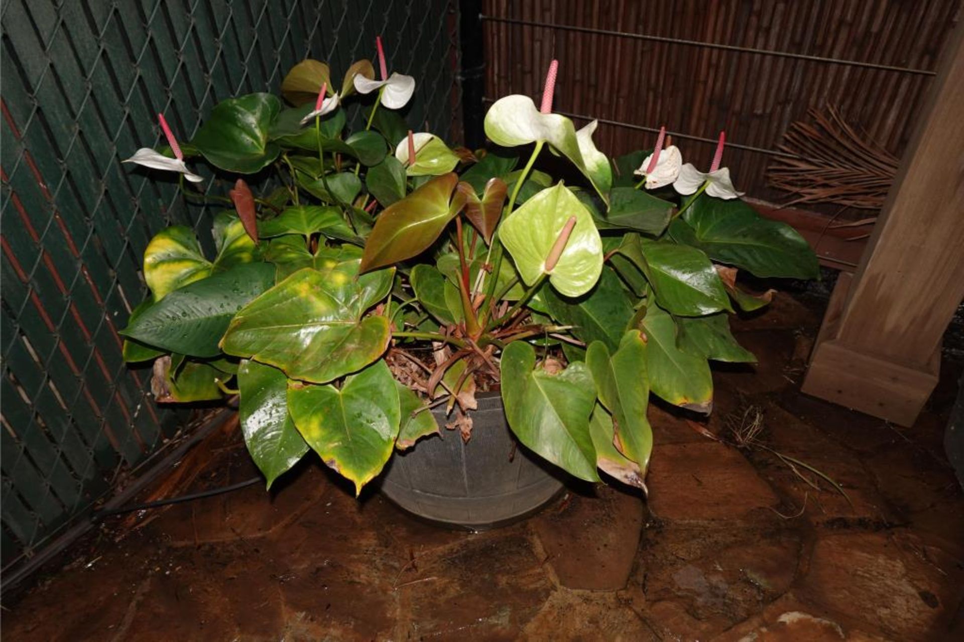 Patio Seating Benches And Potted Plants - Image 16 of 18