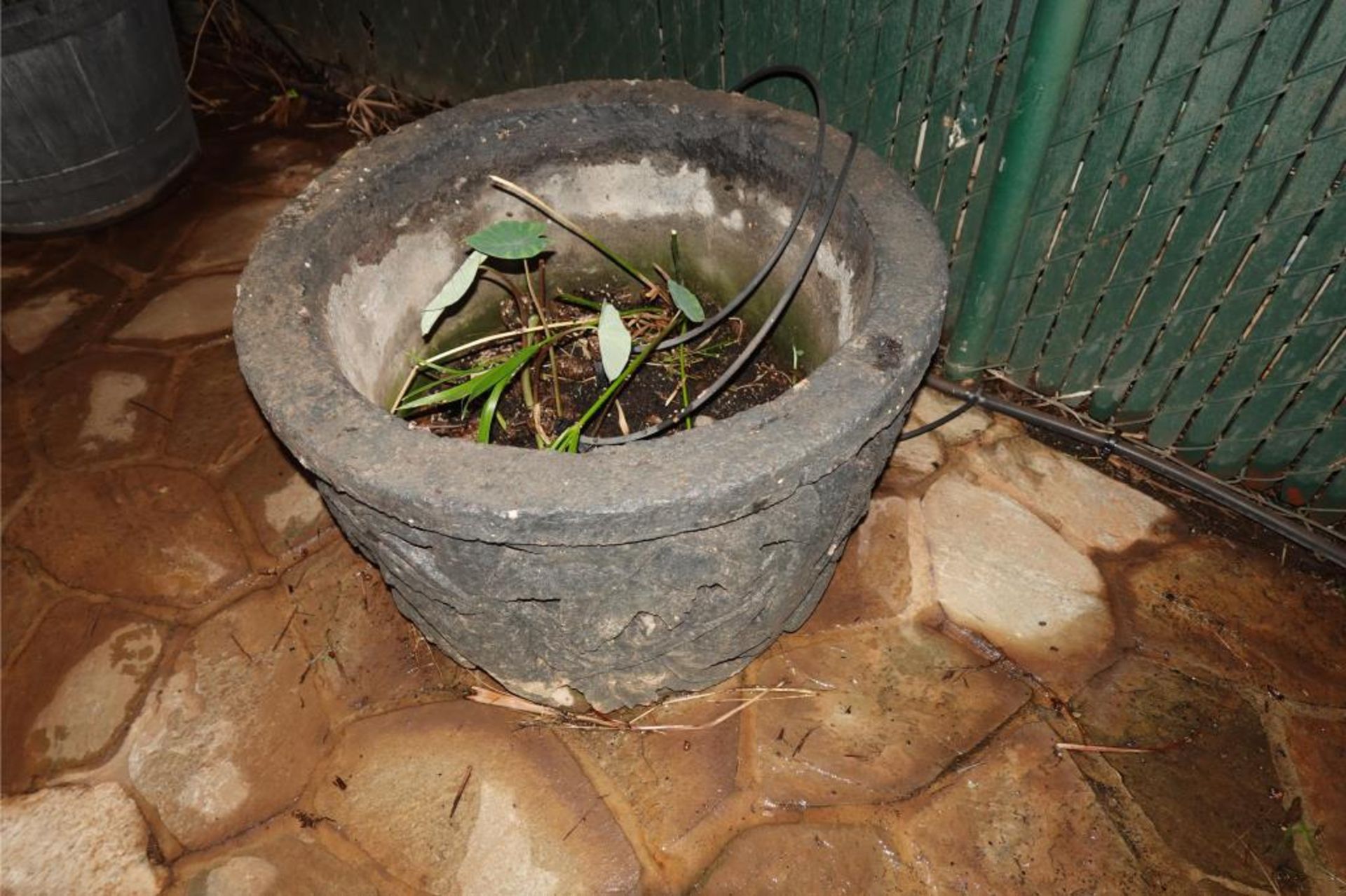 Large Palms & Clay Type Pots - Image 5 of 8