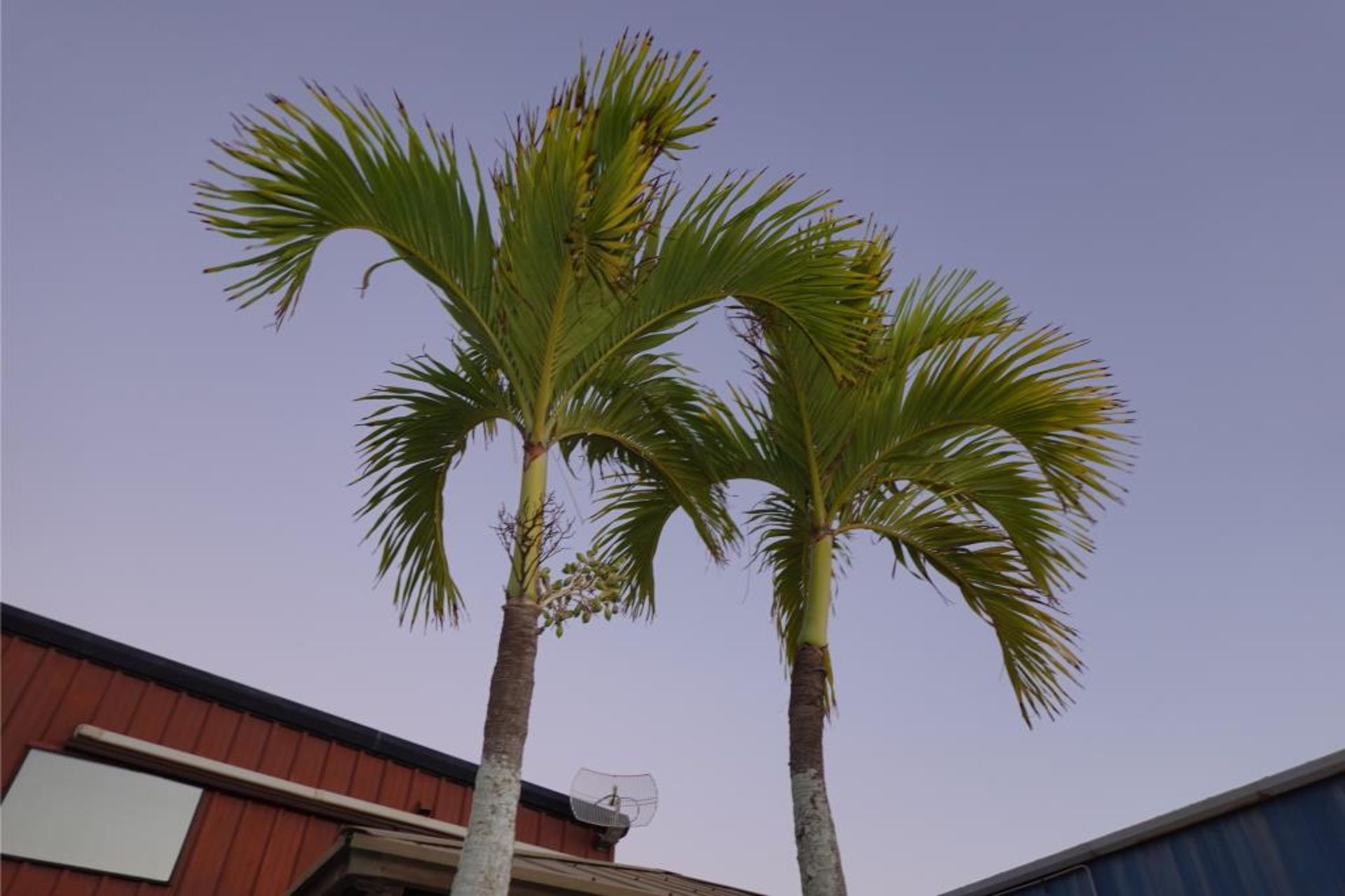 Large Palms & Clay Type Pots - Image 3 of 8