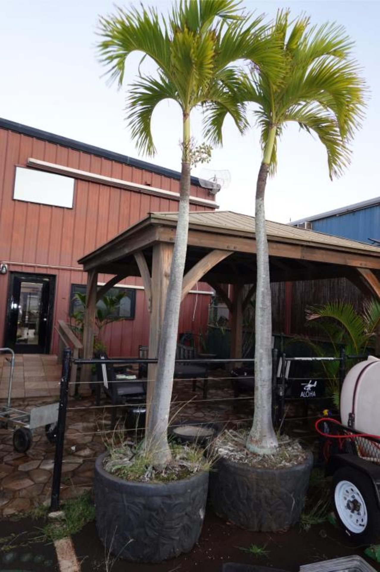 Large Palms & Clay Type Pots